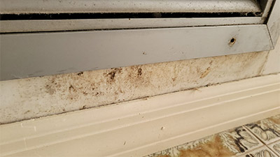 moldy wall between the trim and baseboard